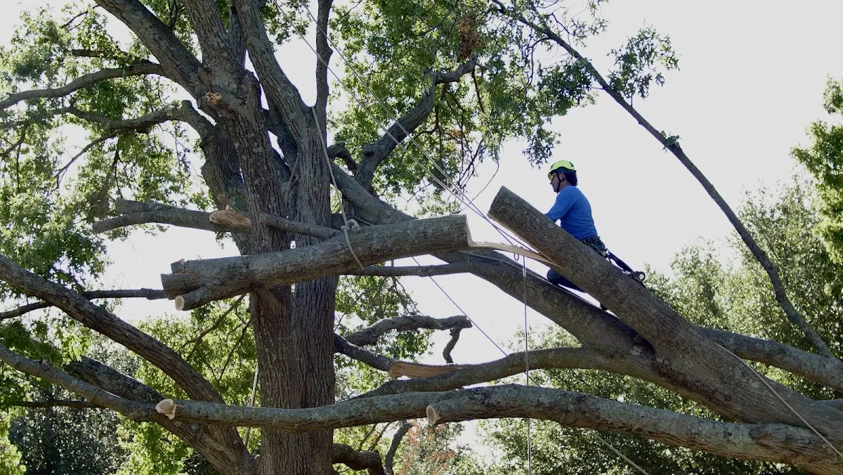 Professional Crown Thinning performed by certified arborists in Sneads